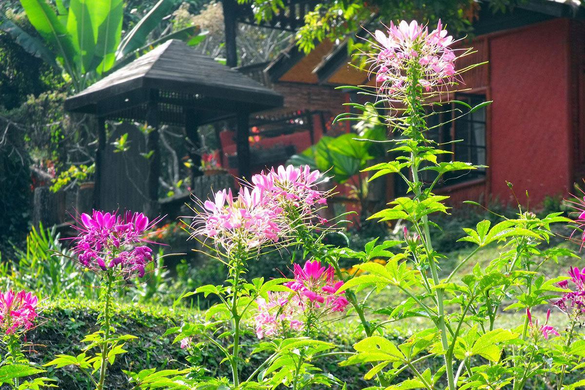 Mae Sa Valley Garden Resort Ban Mae Mae Екстер'єр фото